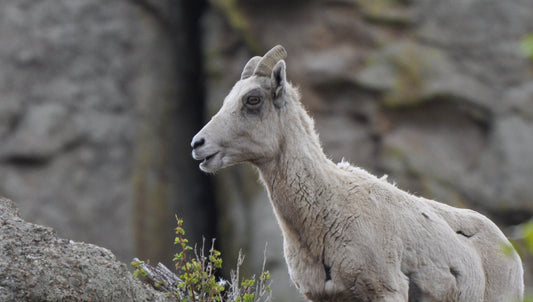 Scouting the Ridge – Rocky Mountain Bighorn Ewe
