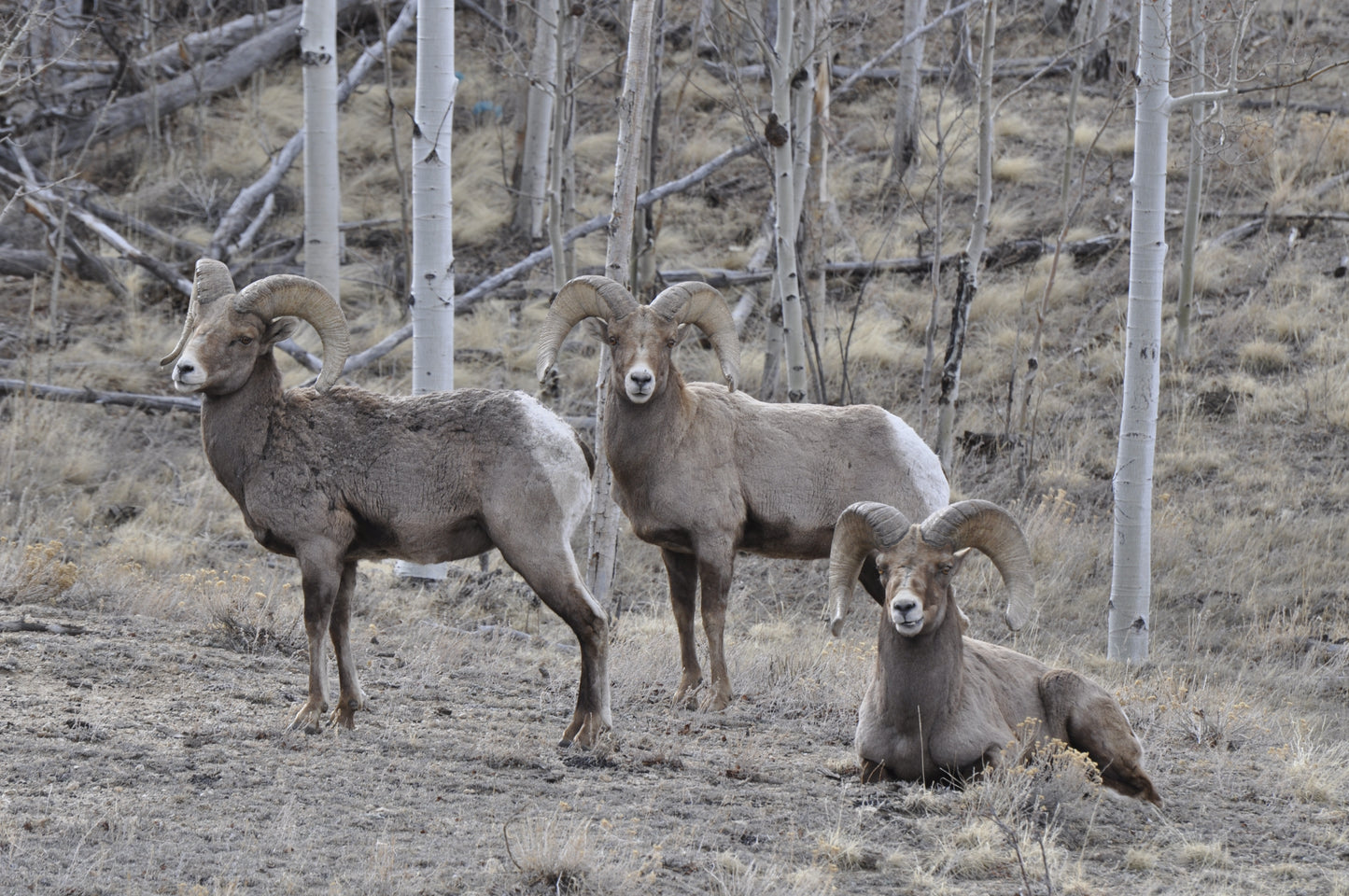Three full-curl bighorn rams rest and stand among leafless aspens on early spring ground in Colorado.