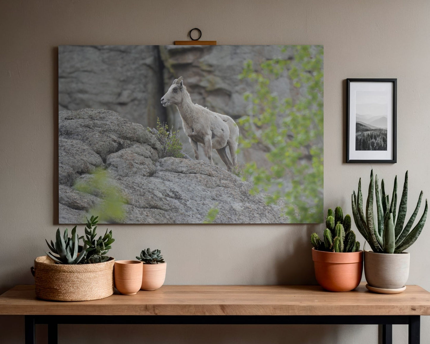 Scouting the Ridge – Rocky Mountain Bighorn Ewe