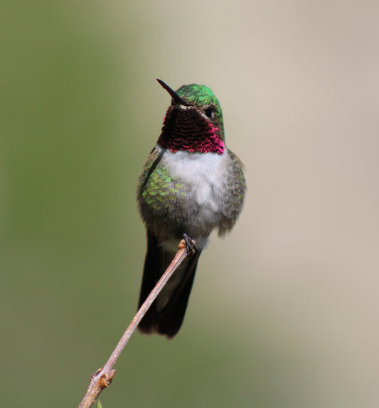 Two Heartbeats of a Hummingbird – Fine Art Canvas Diptych