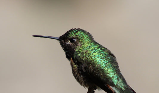 Two Heartbeats of a Hummingbird – Fine Art Canvas Diptych