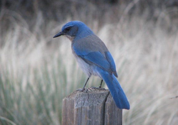 💙Woodhouse's Scrub Jay Sentinel: A Flash of Stillness in the Wild