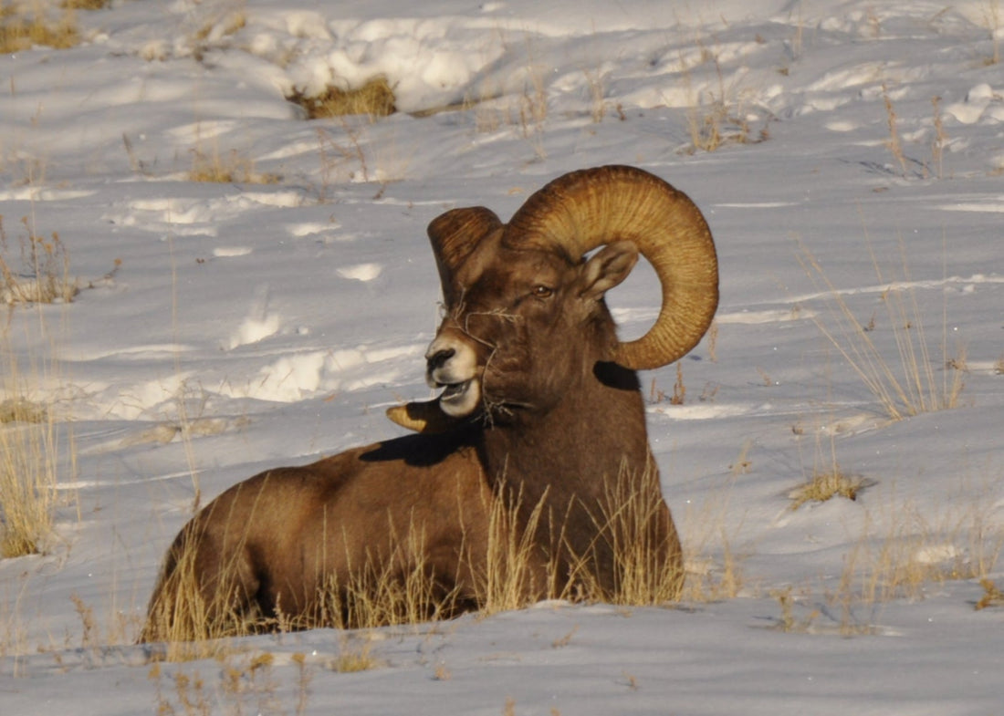 Colorado Bighorn Sheep Canvas – A Moment of Stillness in the Snow