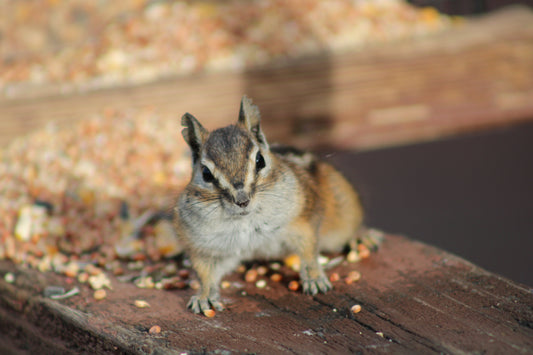 Porch Royalty: How One Chipmunk Became the King of Cozy Corners