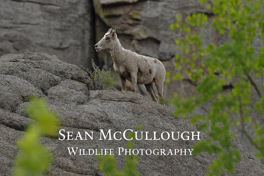 Behind the Lens: Quiet Mornings With Colorado’s Bighorn Sheep