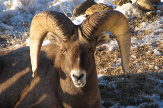 2025 Rocky Mountain Bighorn Sheep Calendar January | Sean McCullough Photography
