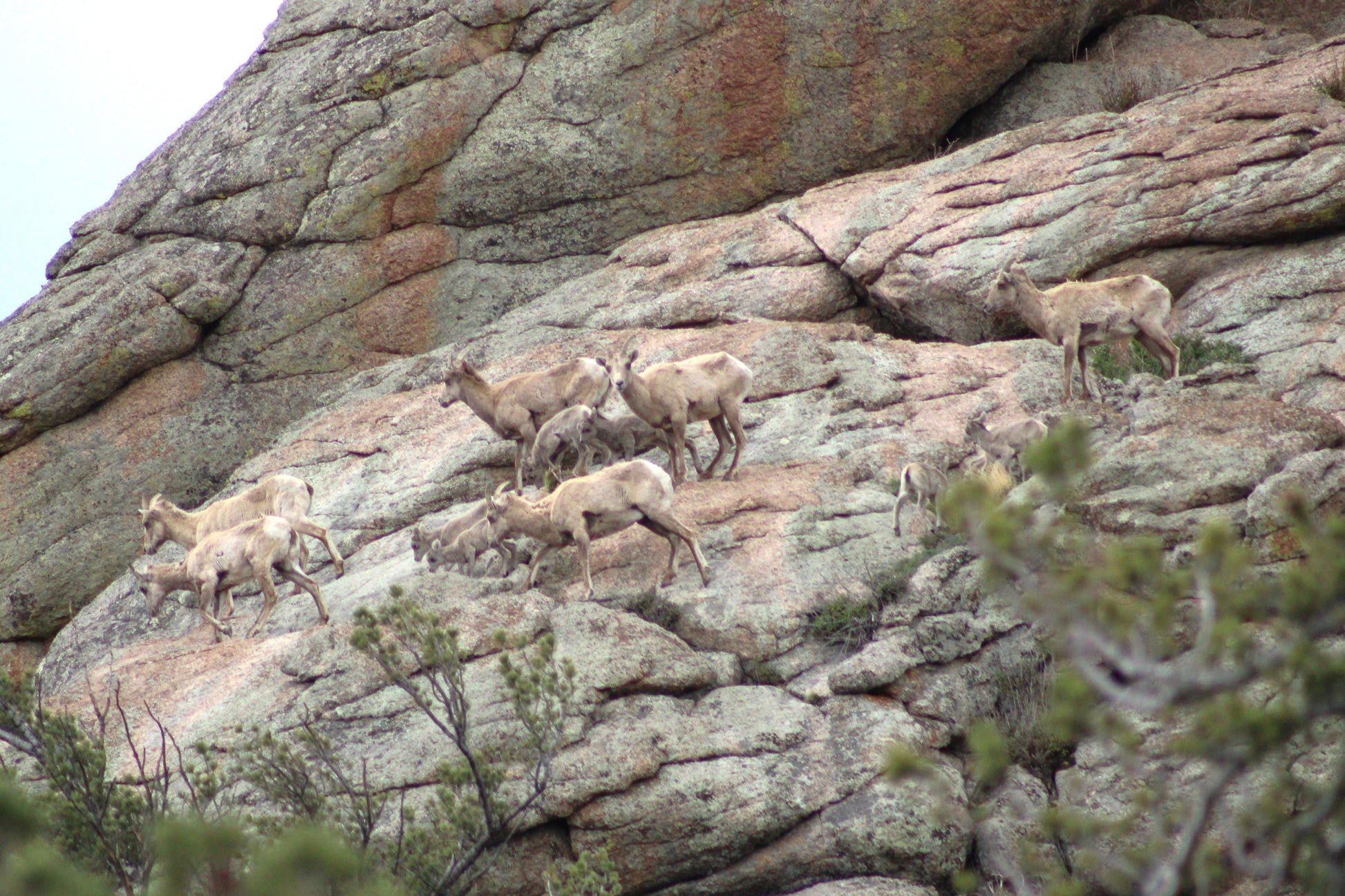 Six bighorn ewes guide and protect six young lambs across green and gold Colorado rocks, with spring bushes in silhouette.