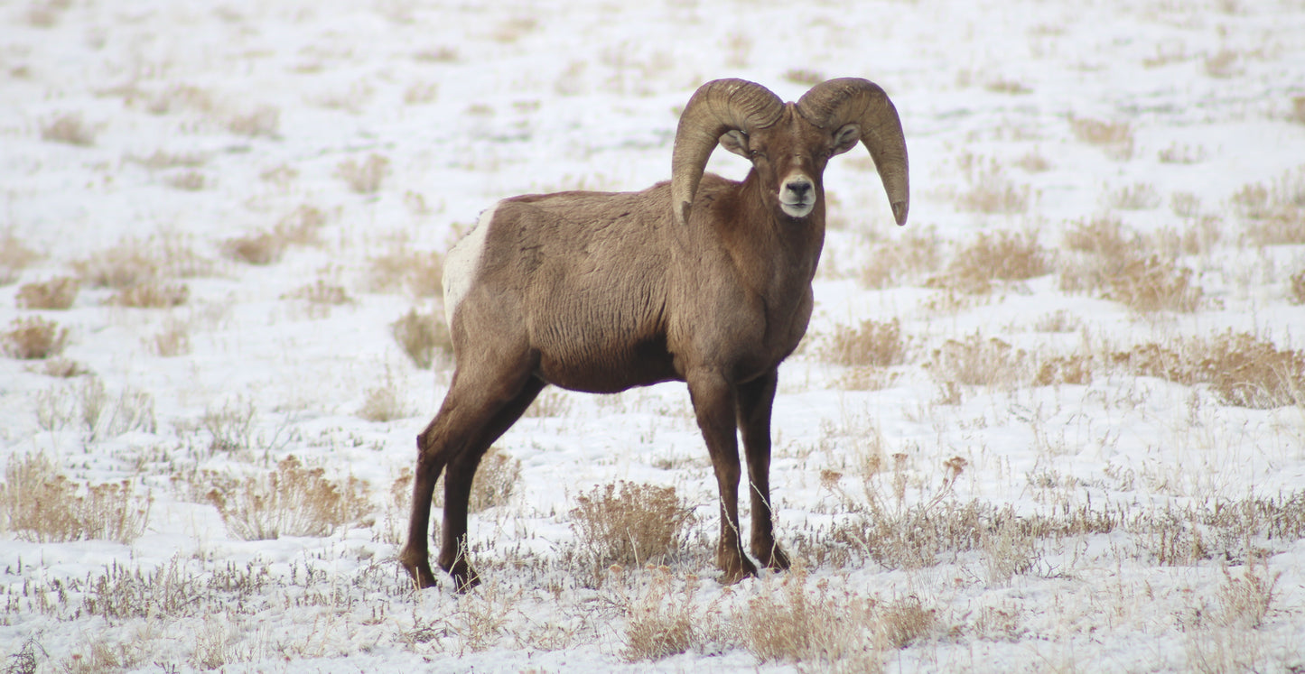 Calm in the Cold - Fine Art on Canvas