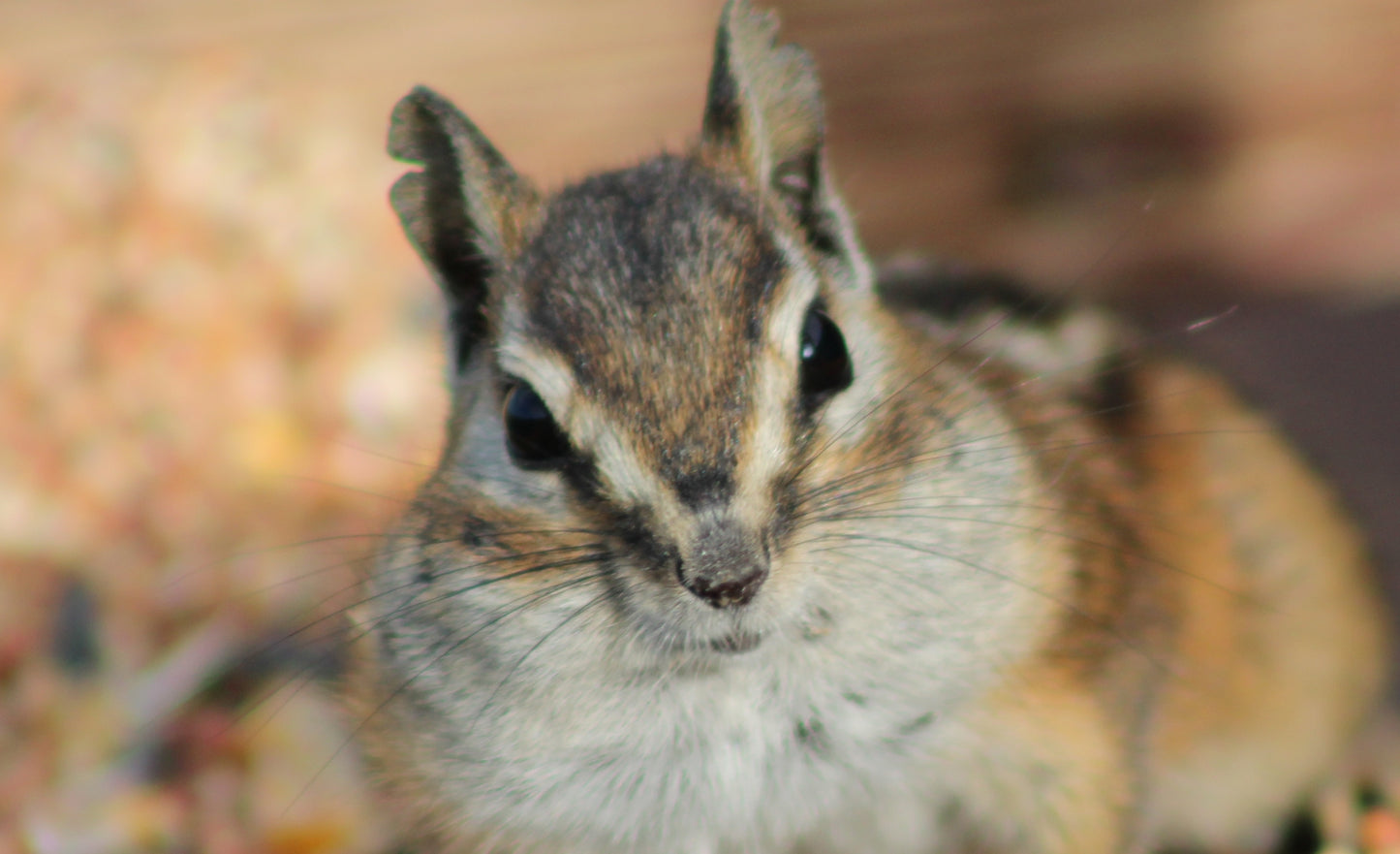 🖼️ Caught in the Act – Mischievous Chipmunk Photo on Canvas
