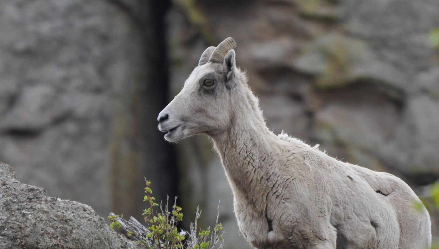 Scouting the Ridge – Rocky Mountain Bighorn Ewe