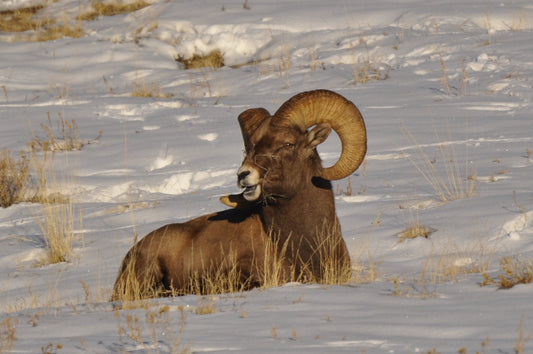 Massive full-curl bighorn ram lying above herd on snowy Colorado hillside, calm and dominant under cold December sky.
