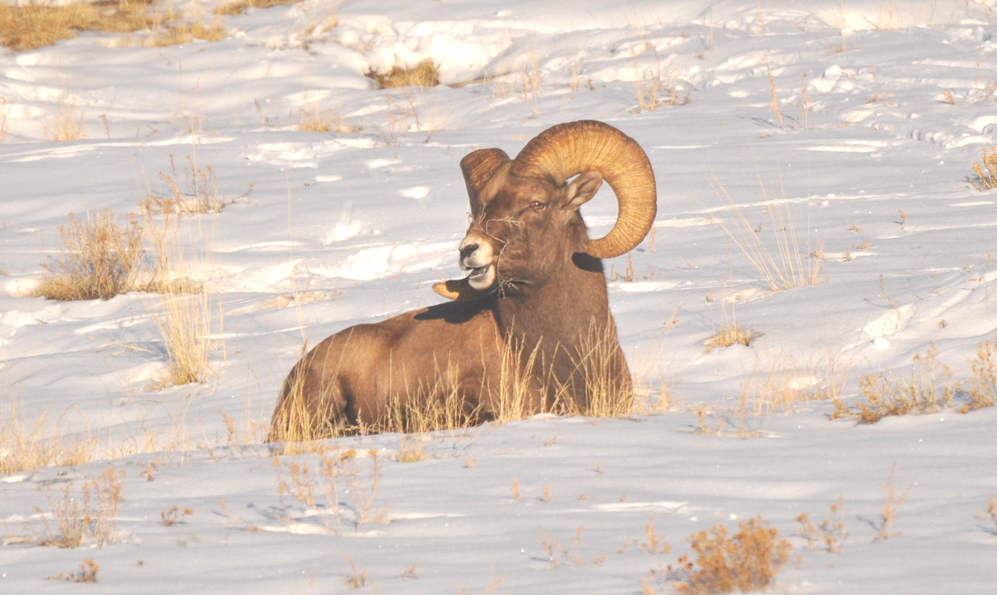 Rocky Mountain bighorn sheep resting in winter snow among sparse grass and sagebrush in Colorado.