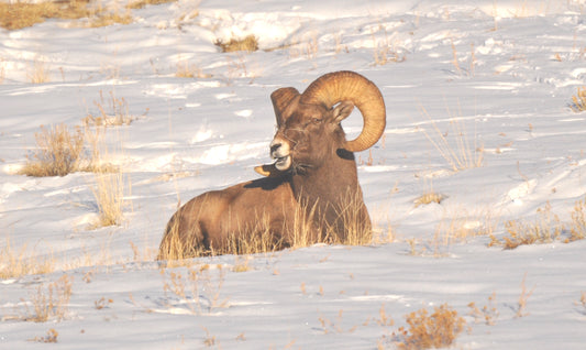 Rocky Mountain bighorn sheep resting in winter snow among sparse grass and sagebrush in Colorado.