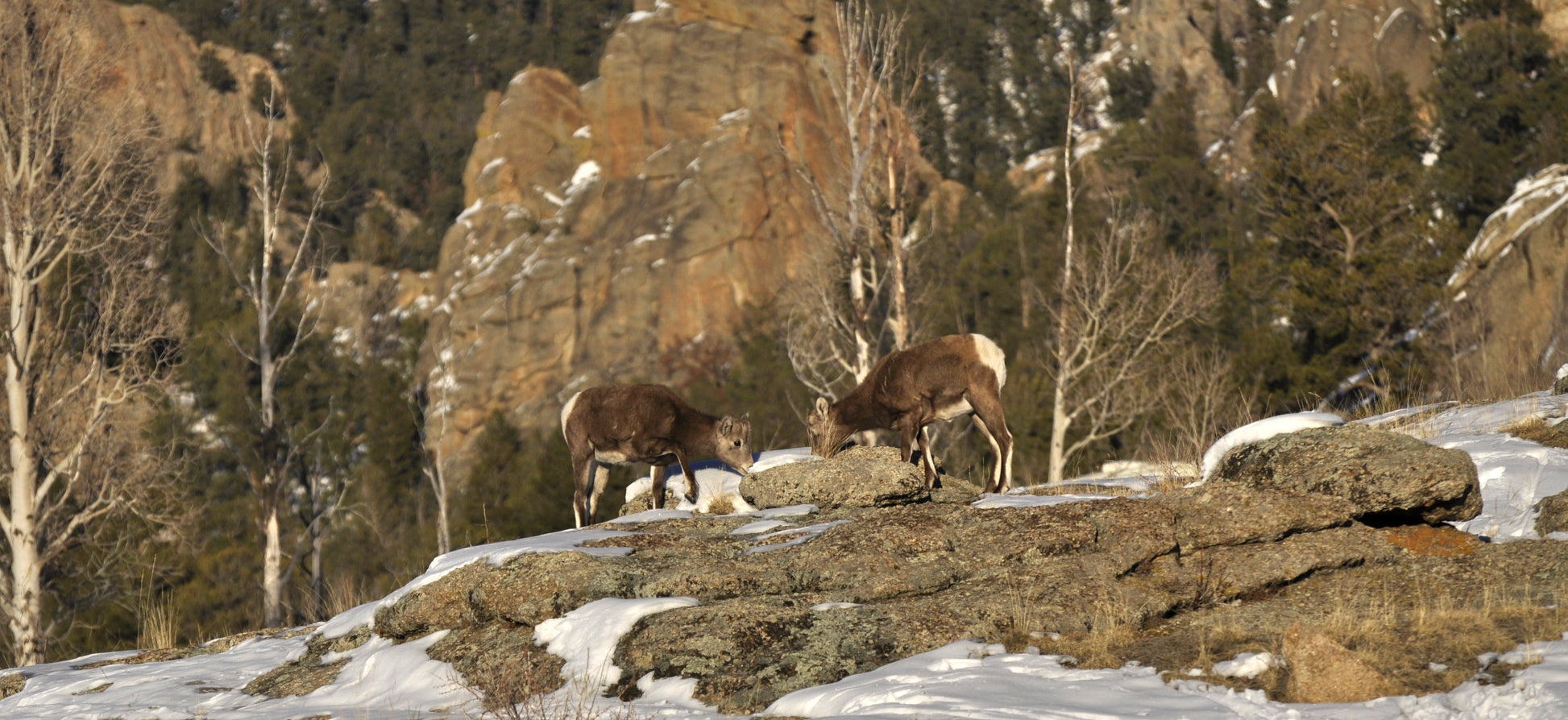 Two young bighorn ewes stand on sunlit granite surrounded by melting snow, appearing to drink from the thaw. Bare winter aspens and pine trees frame the rocky alpine backdrop.