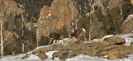 Two young bighorn ewes stand on sunlit granite surrounded by melting snow, appearing to drink from the thaw. Bare winter aspens and pine trees frame the rocky alpine backdrop.