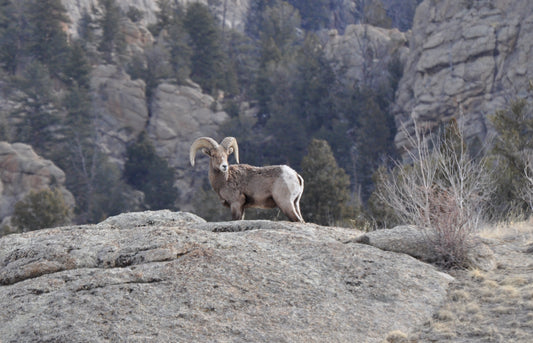 Lone bighorn ram with full curl horns standing on a cliff edge, facing left and glancing back. Colorado rock cliffs and scattered pine trees in the background.”
