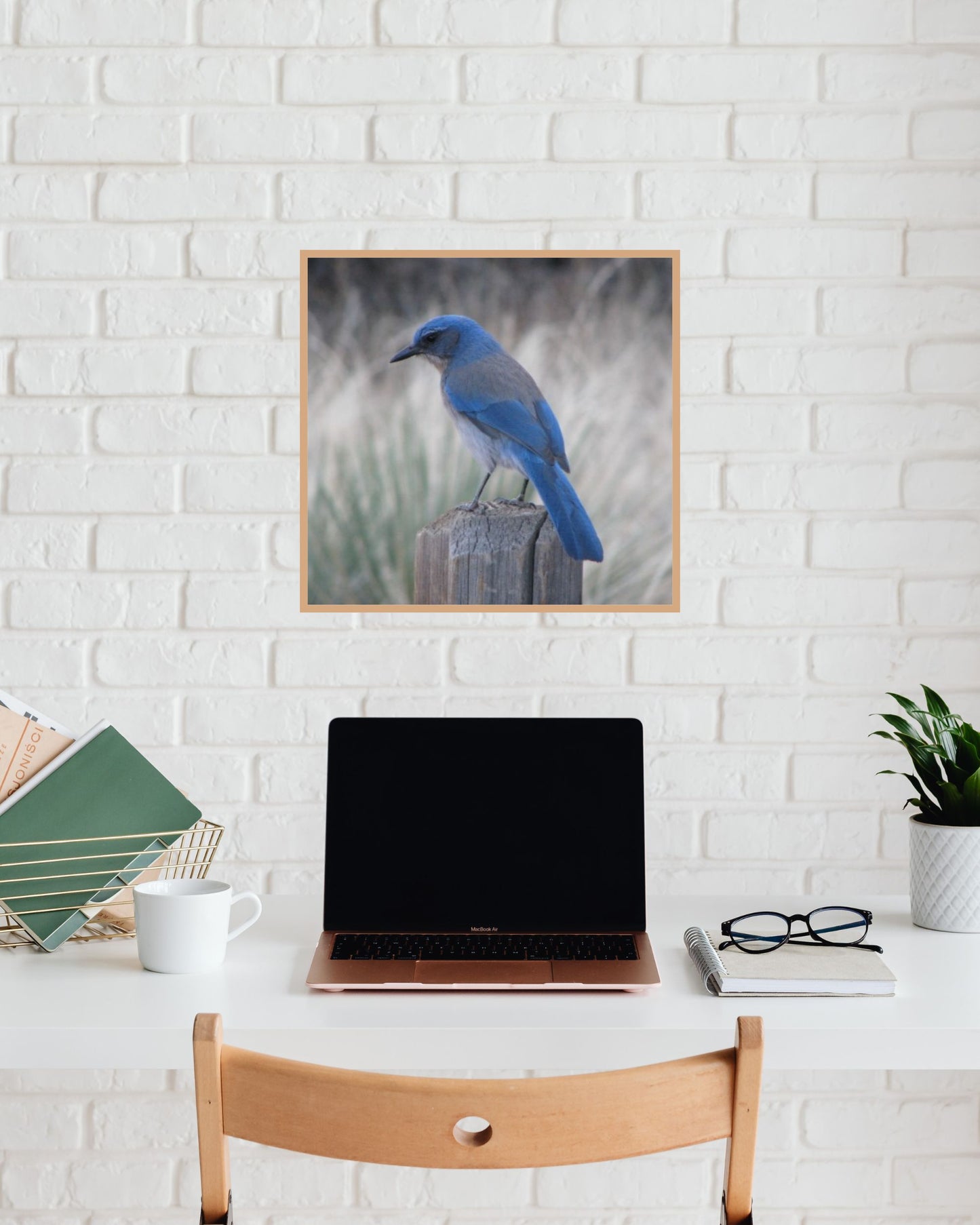 Woodhouse’s Scrub Jay – Garden of the Gods