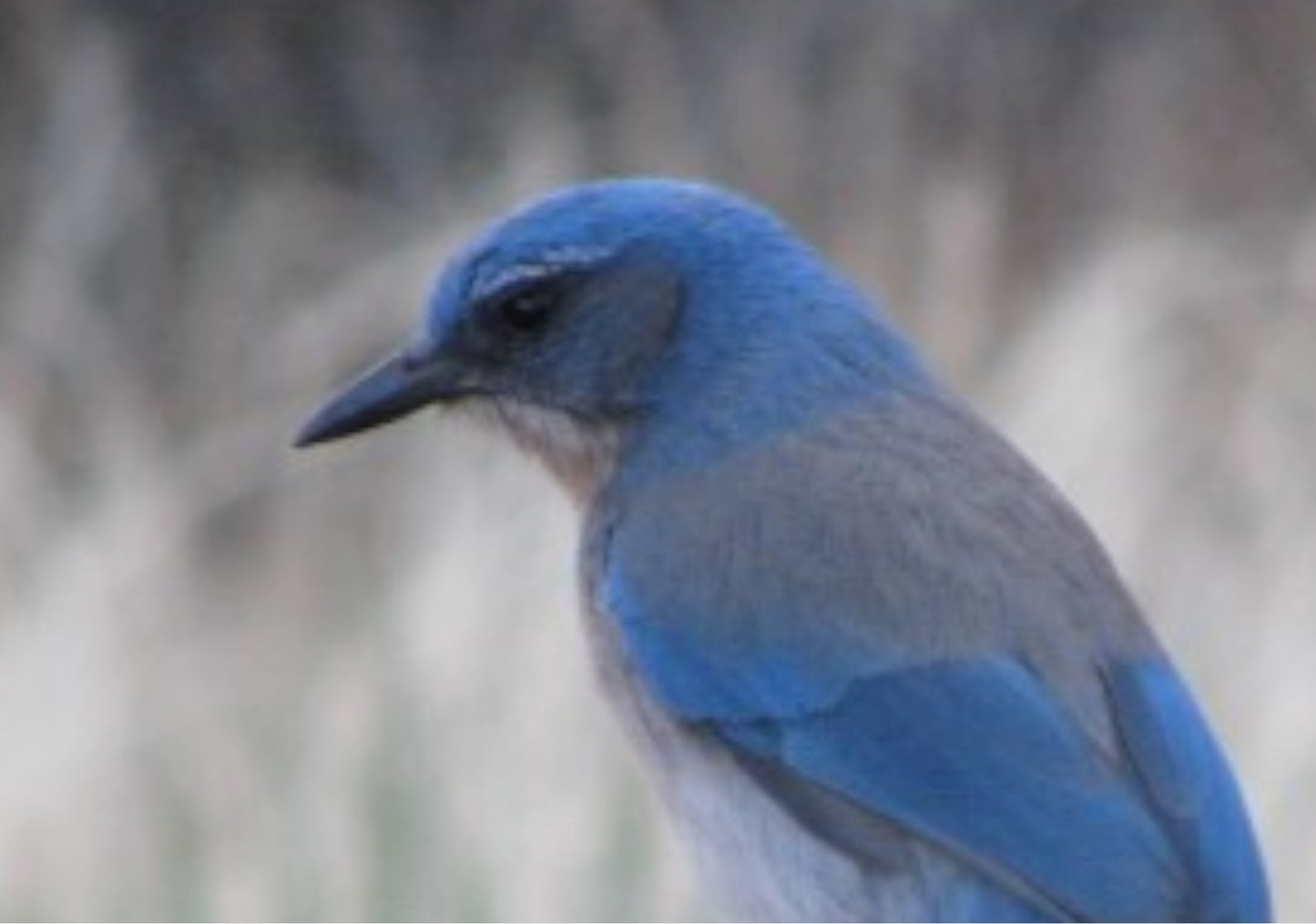 Woodhouse’s Scrub Jay – Garden of the Gods