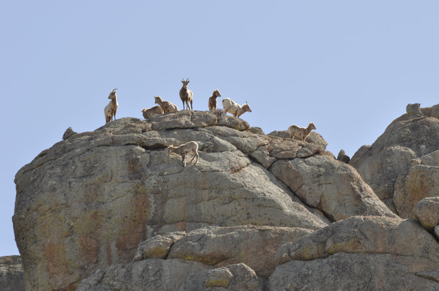 Bighorn ewes and older lambs atop sunlit Colorado rocks under a clear July sky, with one lamb below a ewe as if learning to climb.