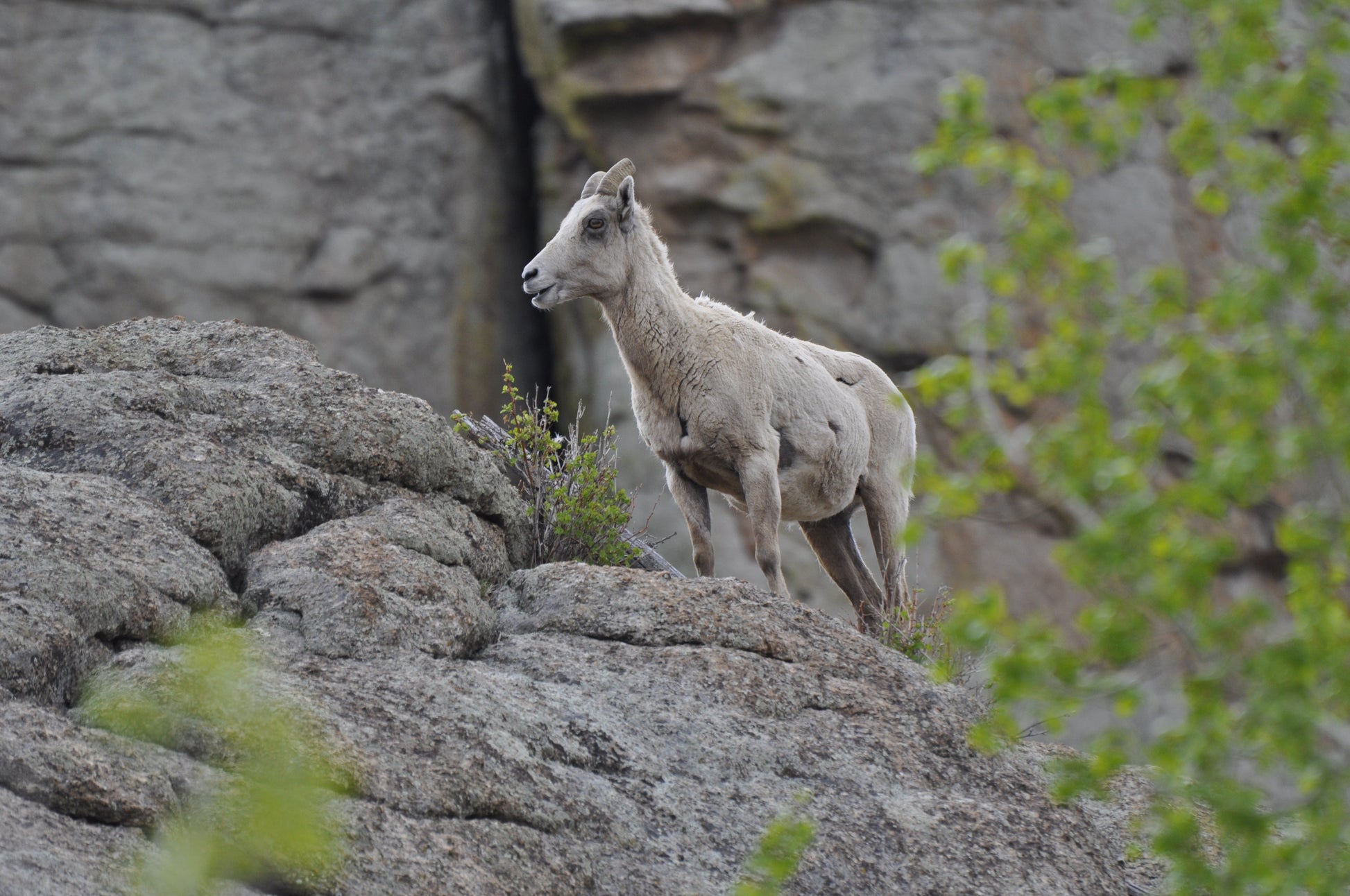 Close-up of a mature bighorn ewe on gold and green Colorado rocks, with South Park bush below and shedding spring coat visible.
