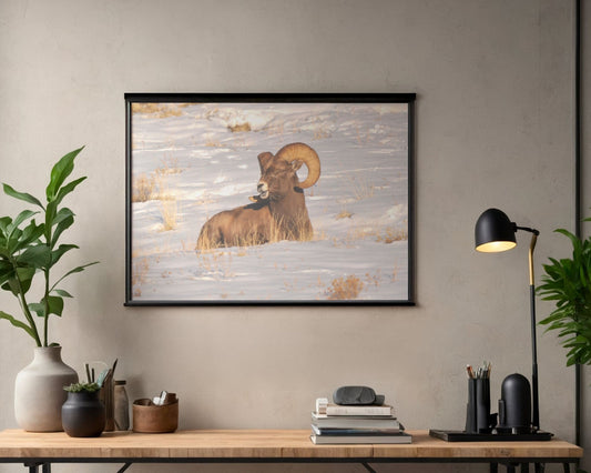 King of the Herd – Rocky Mountain Bighorn Sheep (Gallery‑Wrapped Canvas)