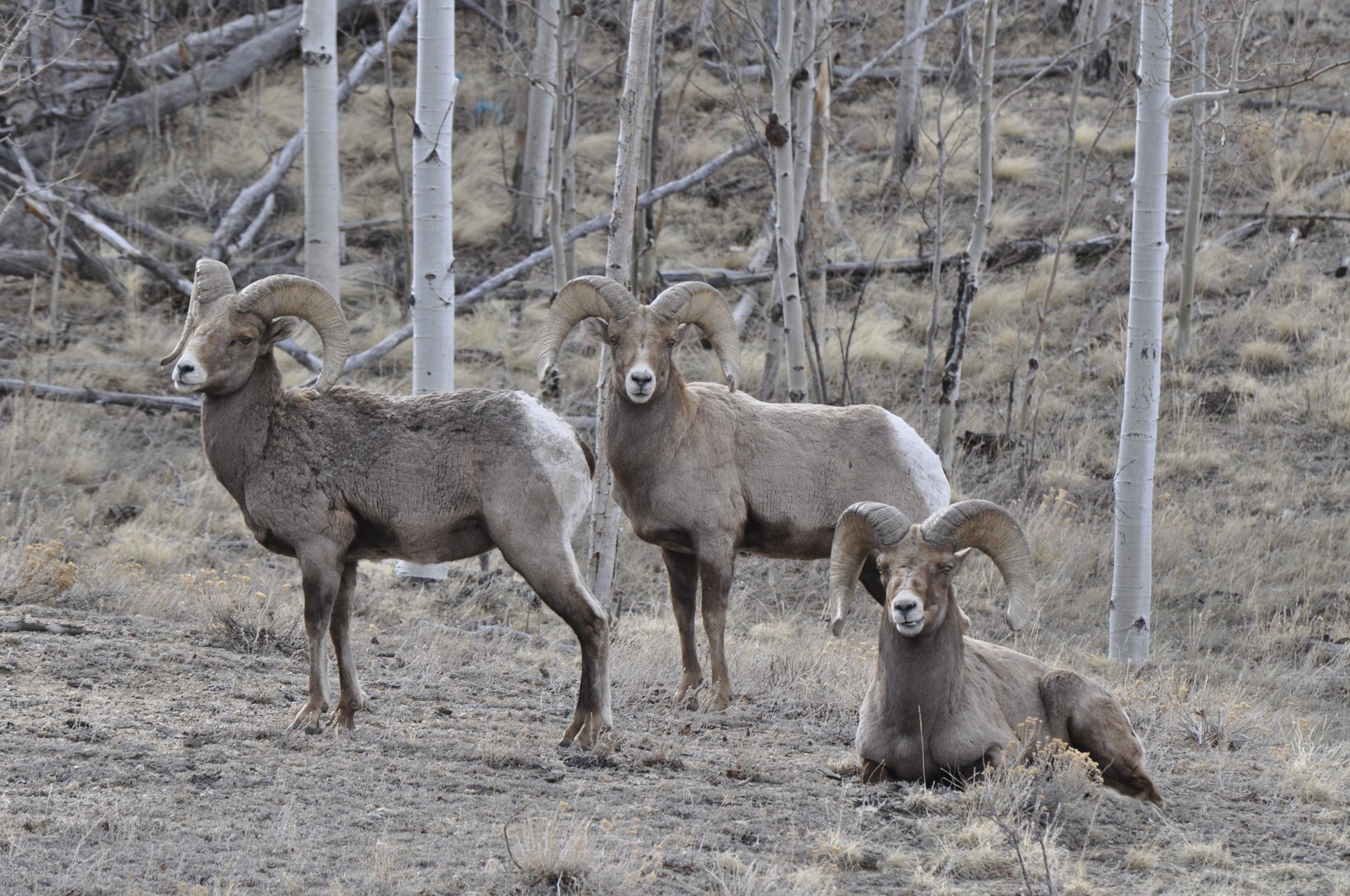 Three full-curl bighorn rams rest and stand among leafless aspens on early spring ground in Colorado.