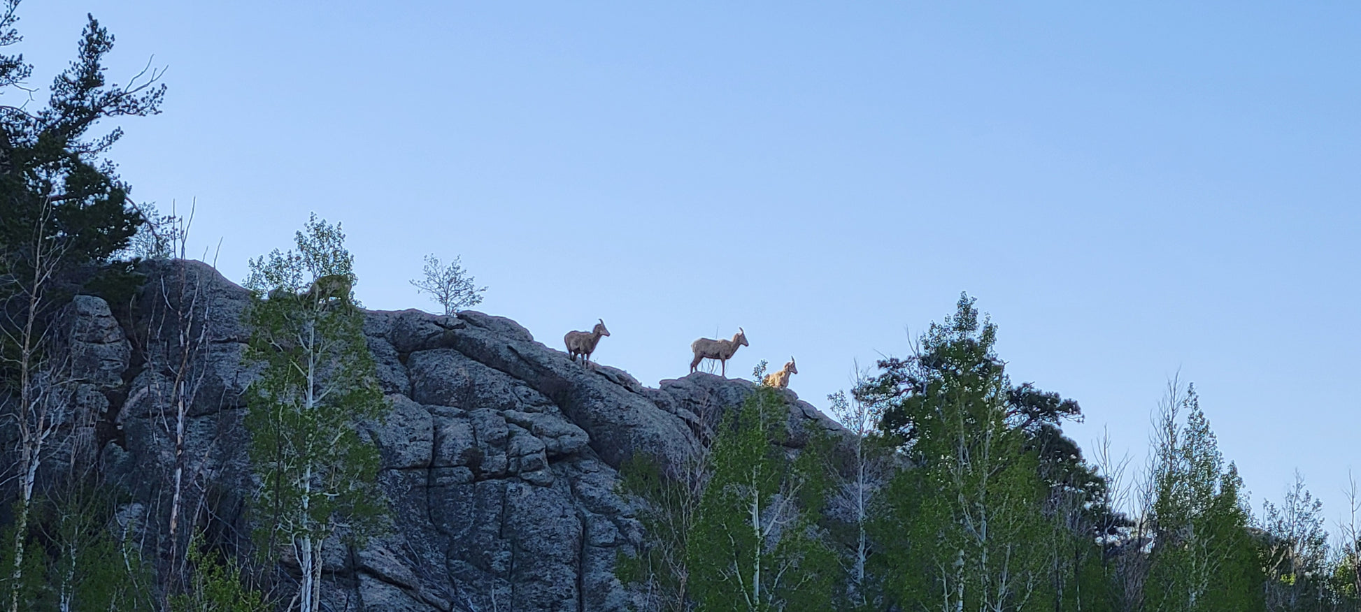 Four bighorn ewes stand and graze on sunlit Colorado rocks under a bright sky, with green spring leaves behind them.