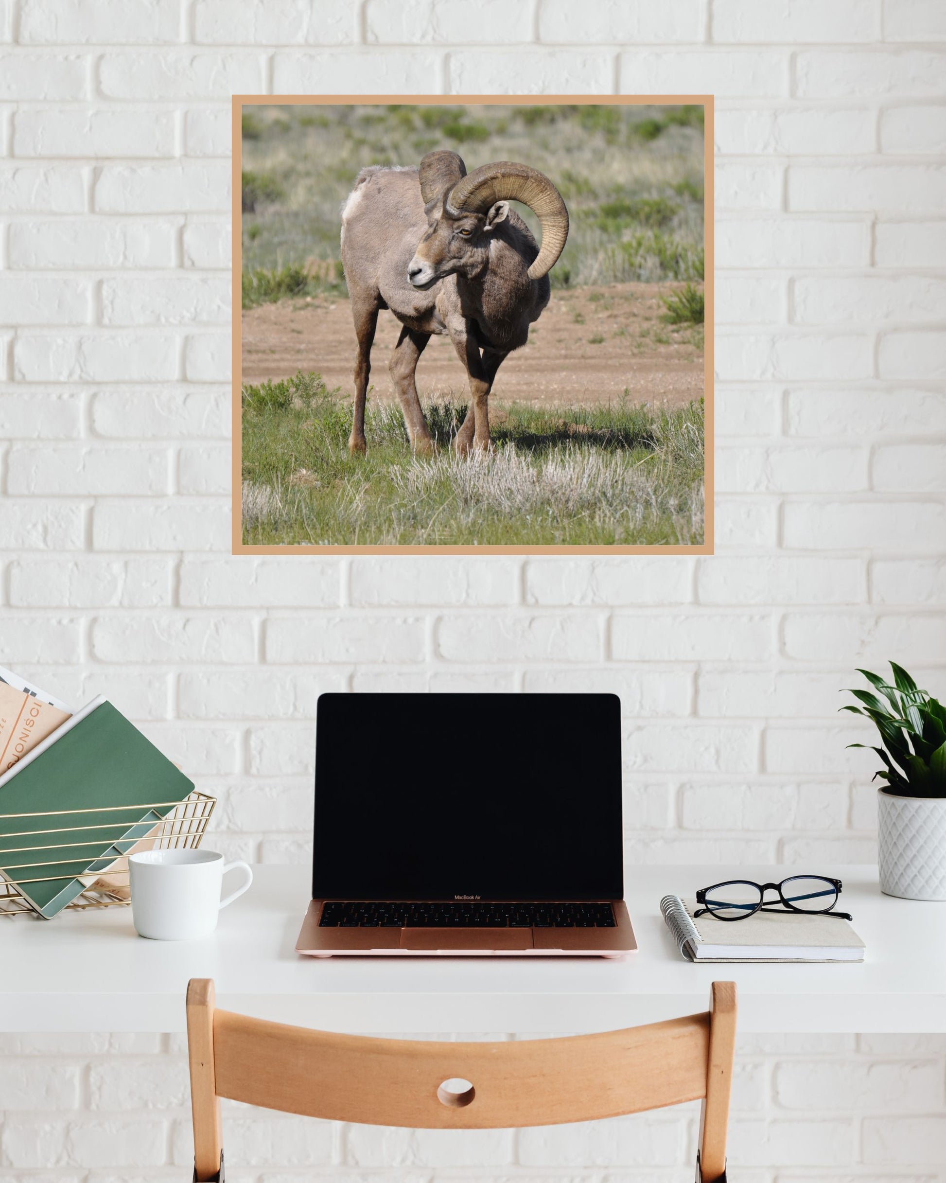 Monarch of the Mountain - Bighorn Ram