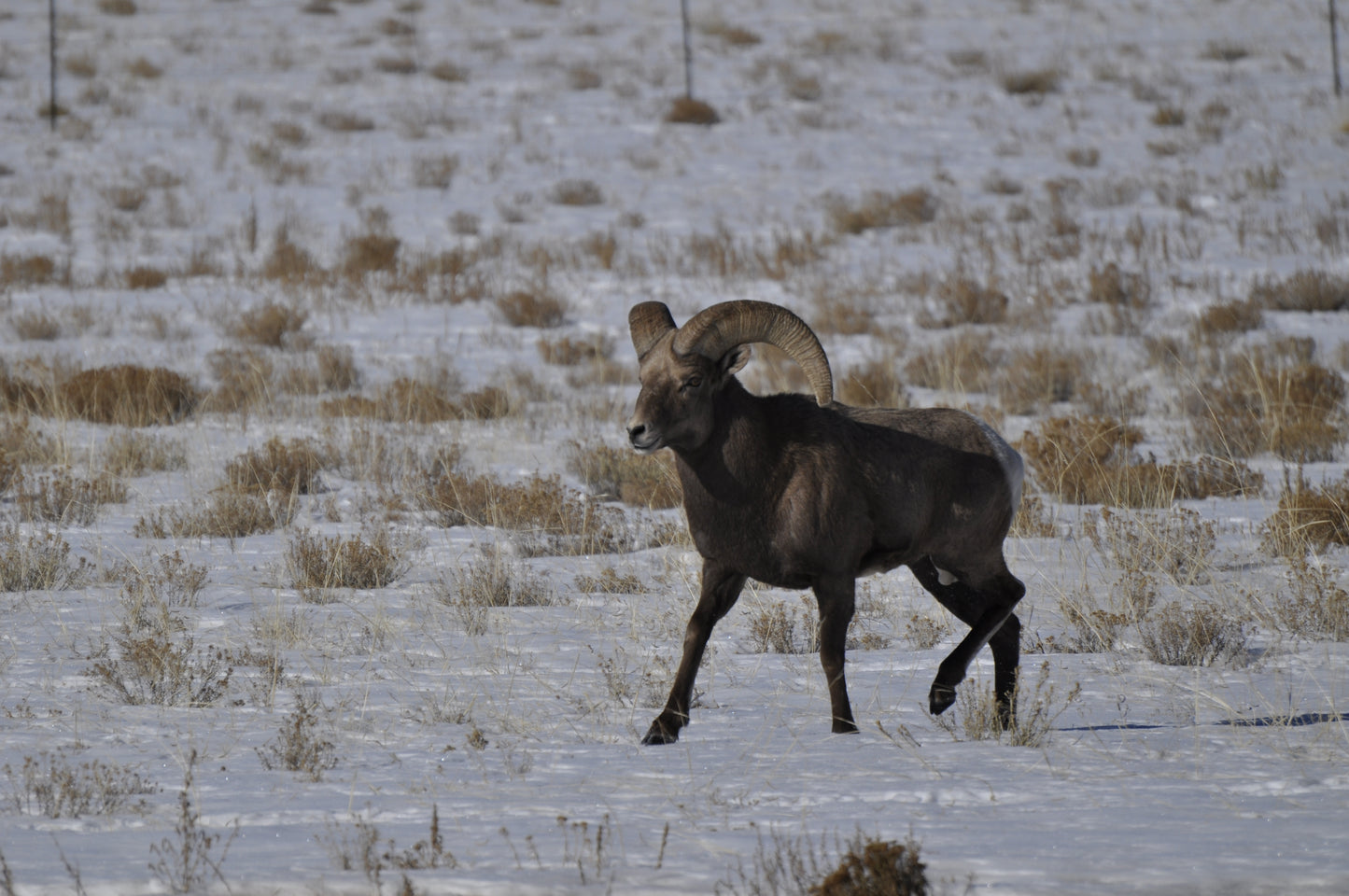 Mid-ranked bighorn ram with mature curls running across snowy Colorado terrain, eyes focused and determined during November rut season.