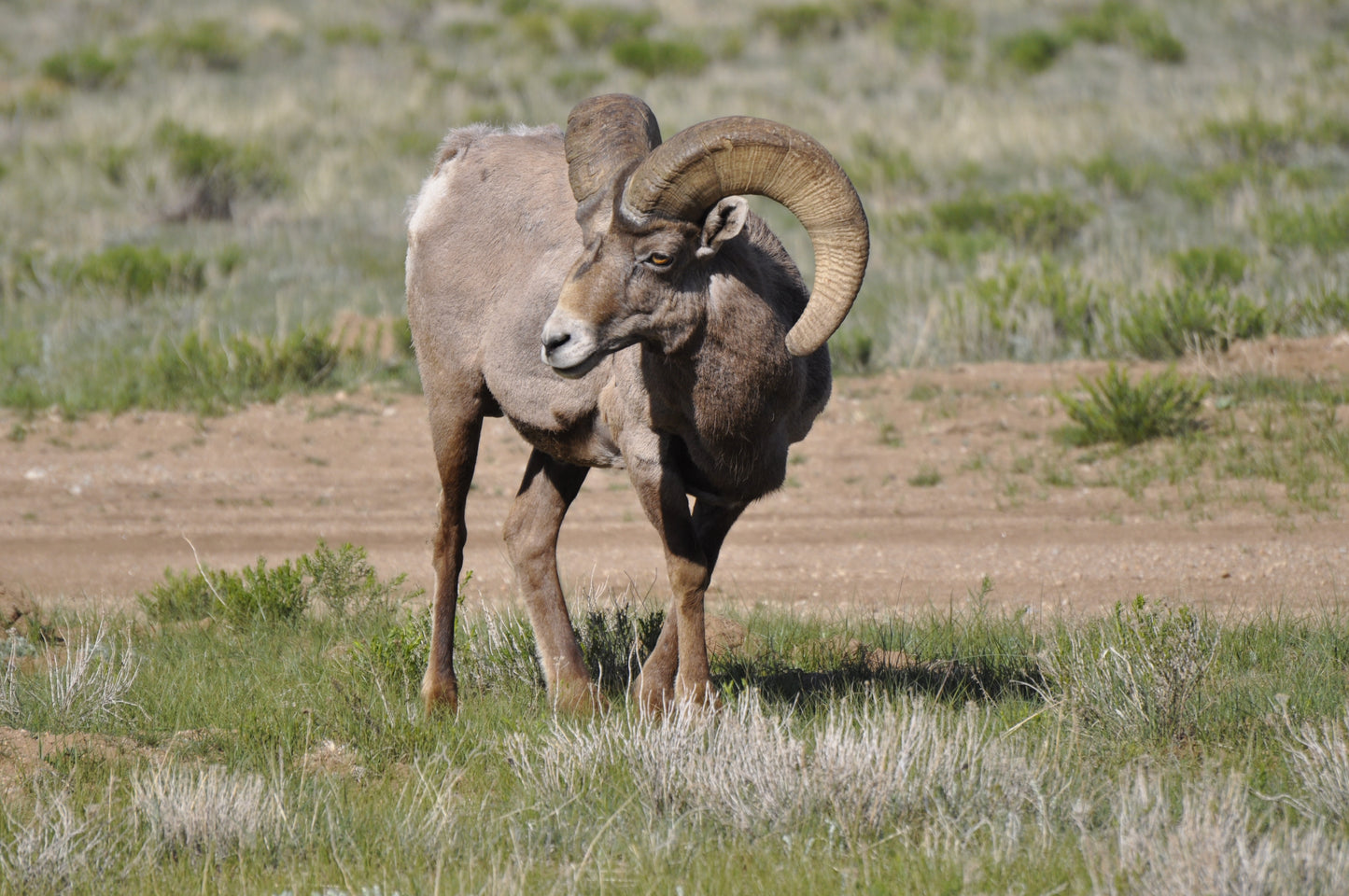 Close-up of a mature bighorn ram with full curl horns and golden eye, grazing on green grass under long October shadows in South Park, Colorado.