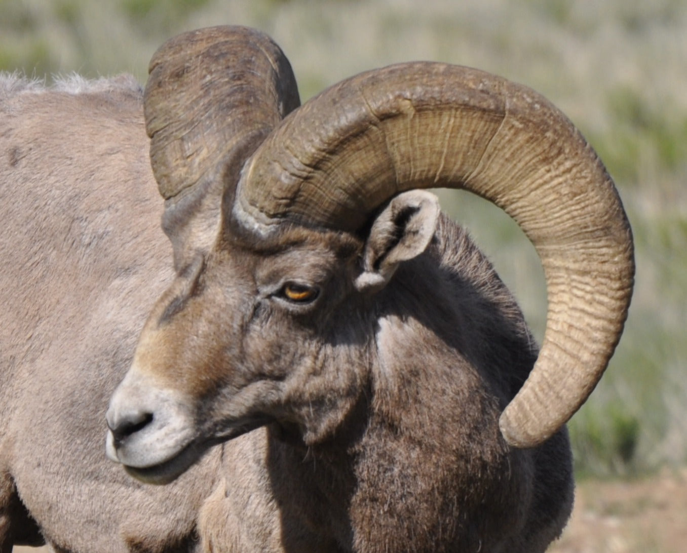 Monarch of the Meadow - Rocky Mountain Bighorn Sheep RAM