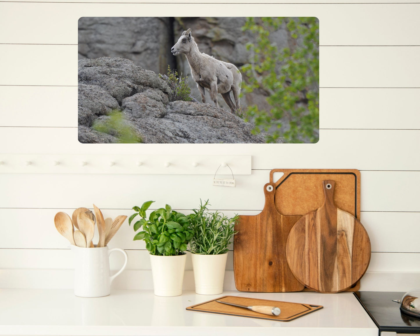 Scouting the Ridge – Rocky Mountain Bighorn Ewe