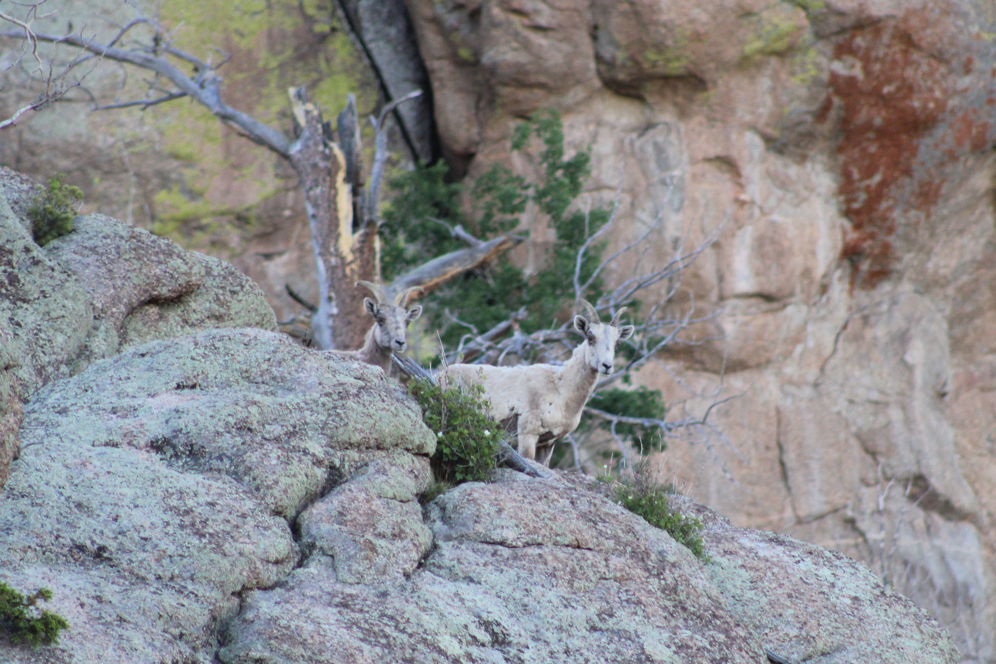 Two bighorn ewes with shedding coats looking over Colorado rocks, with a lightning-struck dead tree behind them under early autumn light.