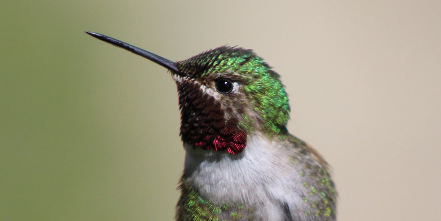 Two Heartbeats of a Hummingbird – Fine Art Canvas Diptych