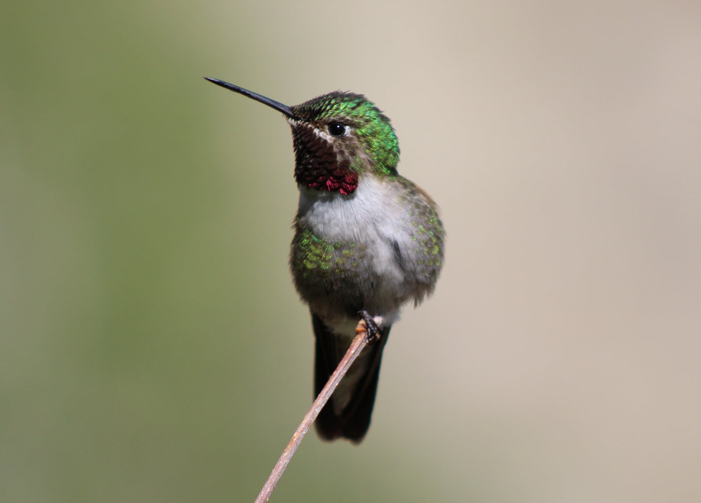 Two Heartbeats of a Hummingbird – Fine Art Canvas Diptych