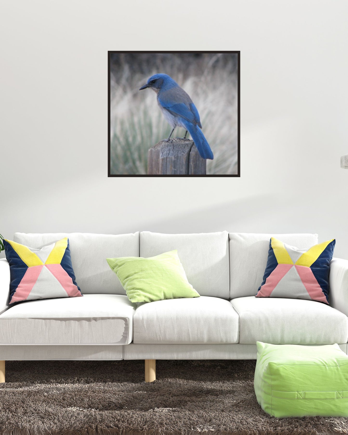 Woodhouse’s Scrub Jay – Garden of the Gods