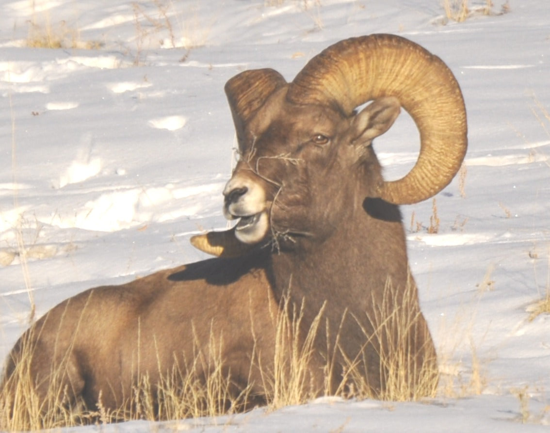 King of the Herd – Rocky Mountain Bighorn Sheep (Gallery‑Wrapped Canvas)